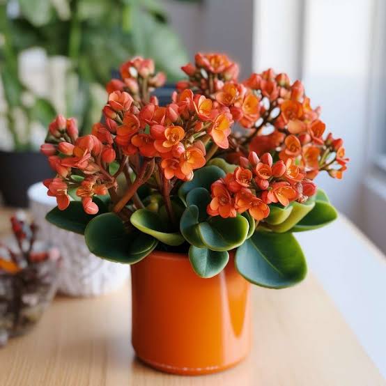 Indoor Flowering Plants in India: A Comprehensive Guide to Beautifying Your Home